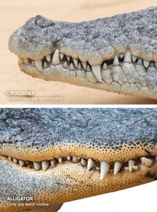 comparison of alligator teeth to crocodile teeth