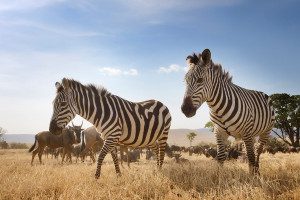 zebra low angle and wildebeest