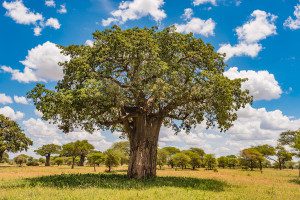 baobab tree in tarangire tanzania