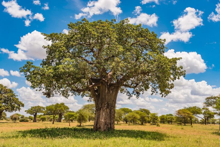 ancient baobab tree in tarangire tanzania