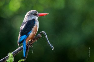 kingfisher sighted on safari in tanzania
