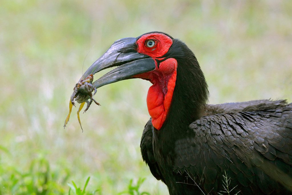 southern ground hornbill with insect in mouth