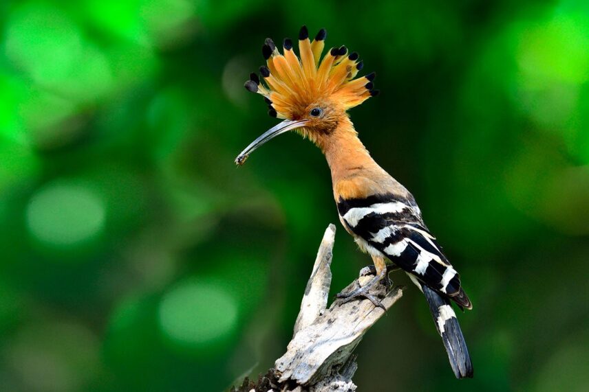 hoopoe on branch