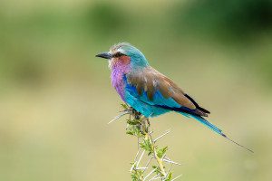 lilac breasted roller bird in tanzania