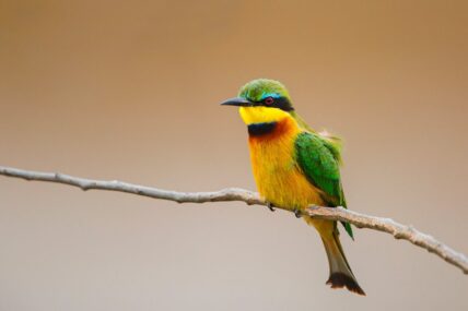 little bee eater bird in tanzania