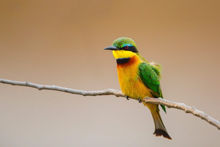 little bee eater bird in tanzania