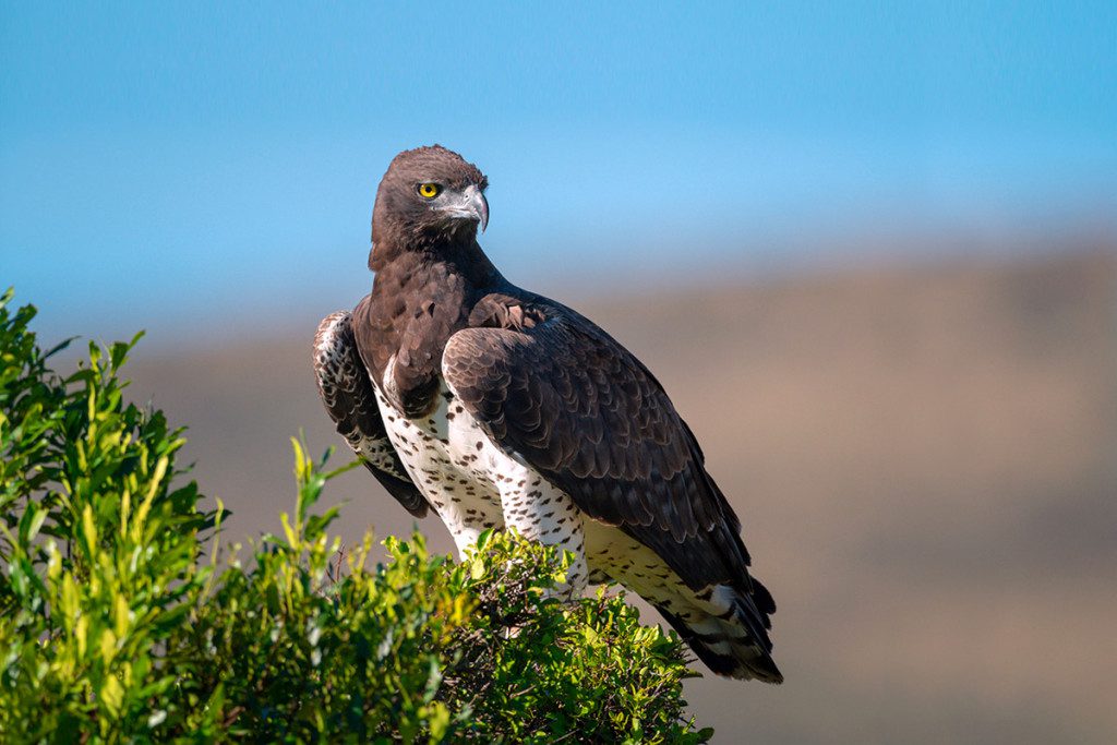 martial eagle perched in tanzania