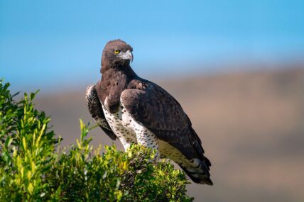 martial eagle in east africa