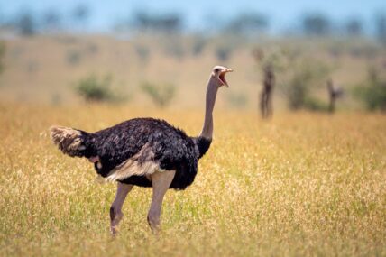 male ostrich in tanzania