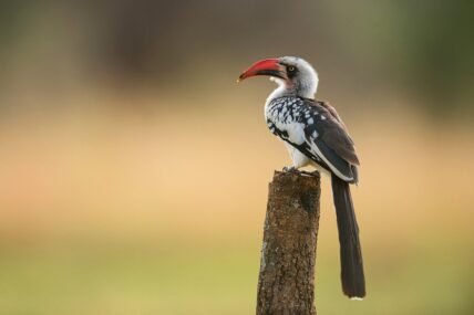 red billed hornbill
