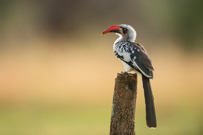 red billed hornbill
