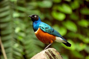 superb starling are commonly sighted on safari in tarangire national park