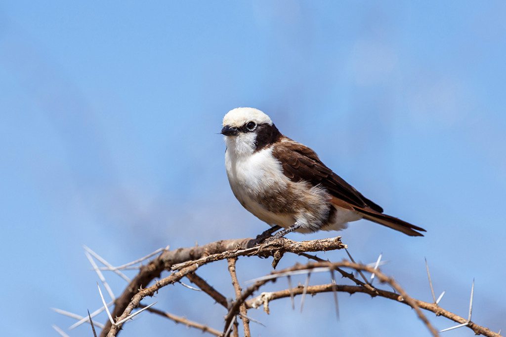 white crowned shrike are commonly sighted in tarangire