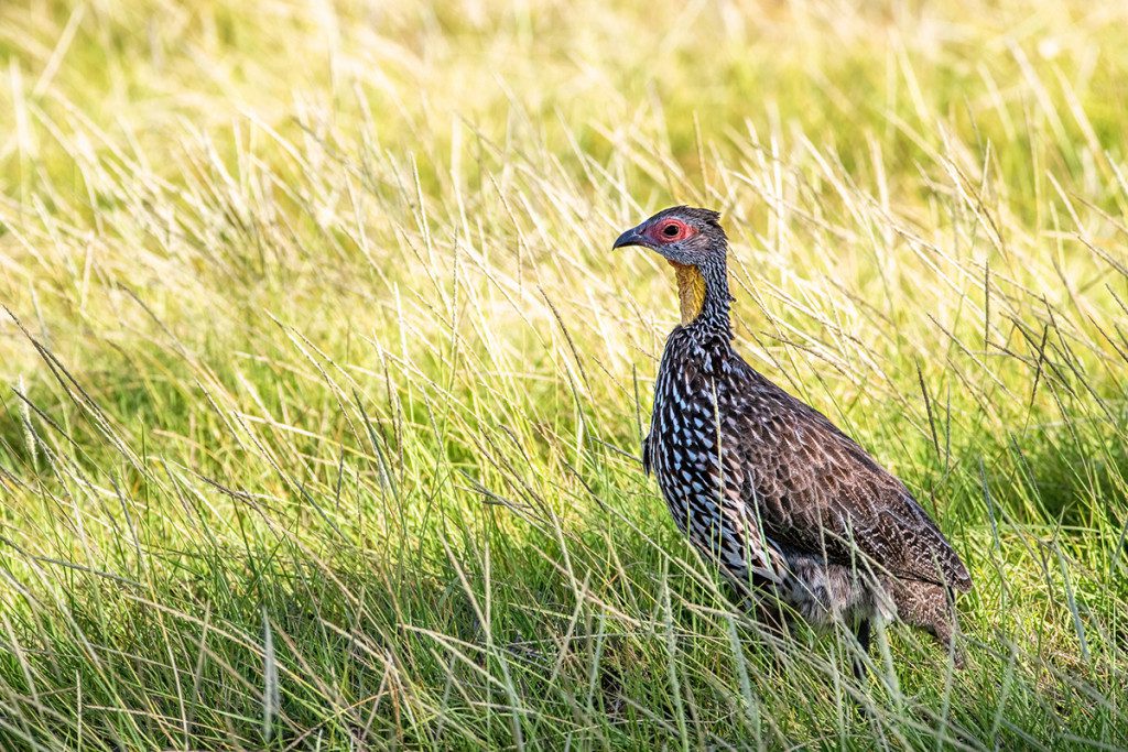 yellow necked spurfowl are commonly sighted in tarangire