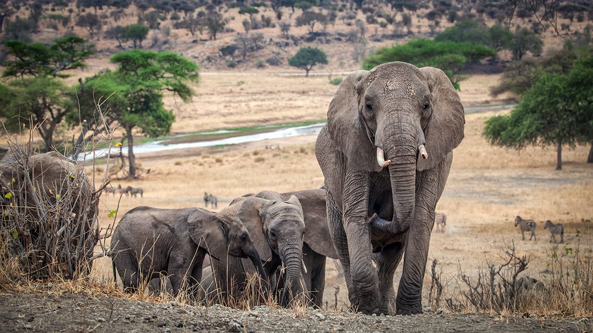 elephants in tarangire national park