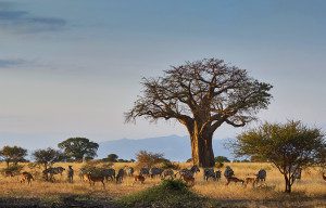 baobab tree at dusk with zebras and impala