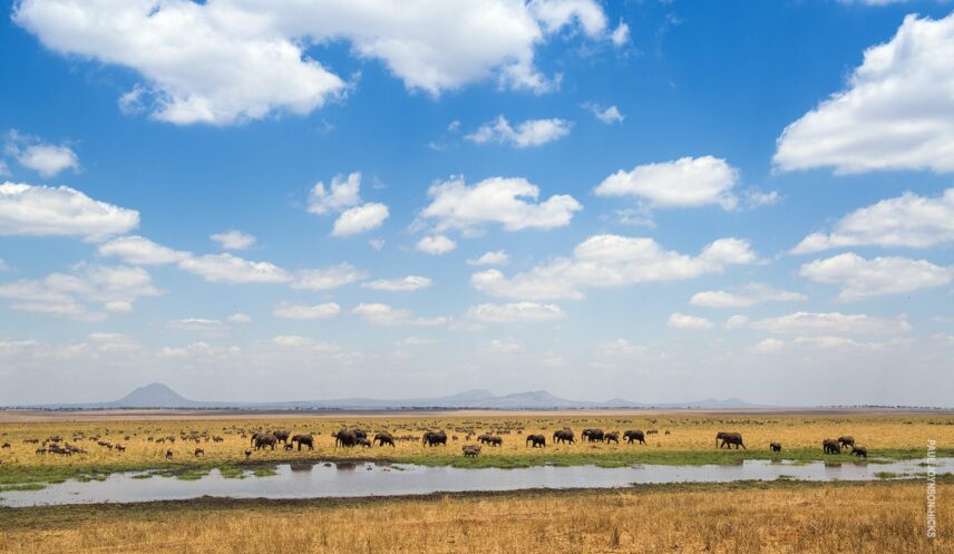 elephants in tarangire's silale swamp