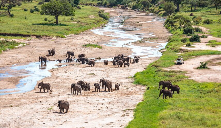 elephants at tarangire river from above