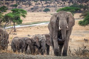 elephants by tarangire river