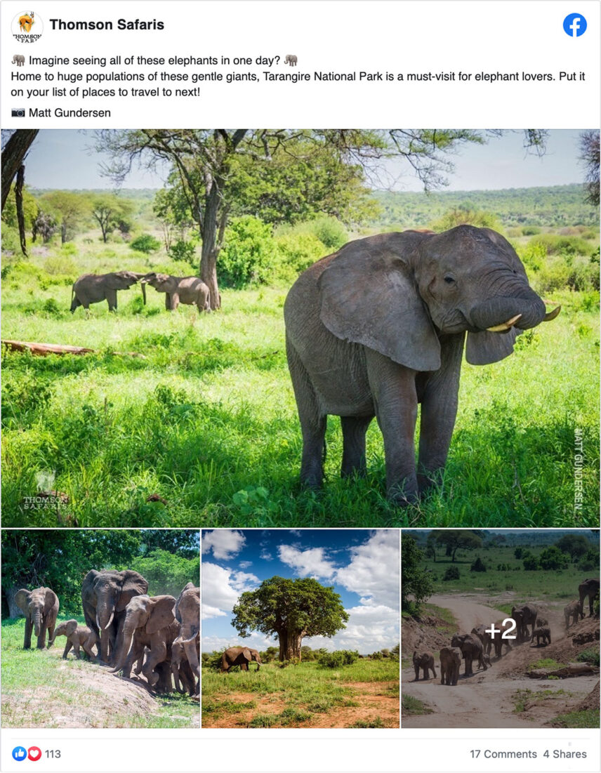 elephants in tarangire on thomson safaris facebook