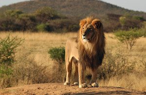 lion in tarangire national park