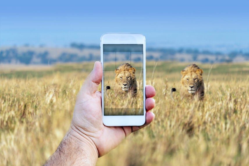 phone photography for safari