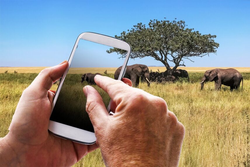 phone photography tips for safari