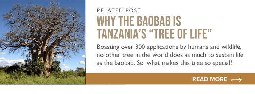 related post about baobab trees