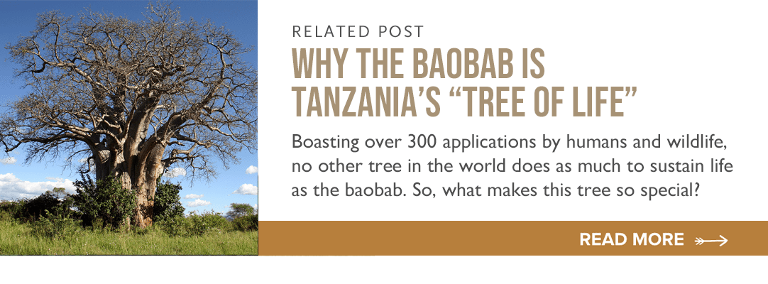 learn why baobabs are called the tree of life
