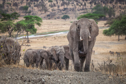 herd of elephants in tarangire national park