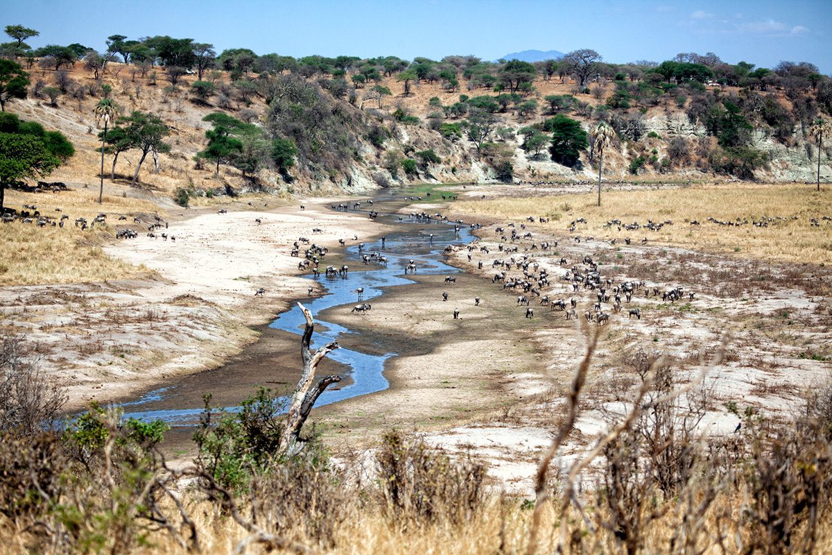 mini migration at the tarangire river in the dry season