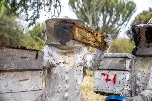 women-led beekeeping initiative in tanzania