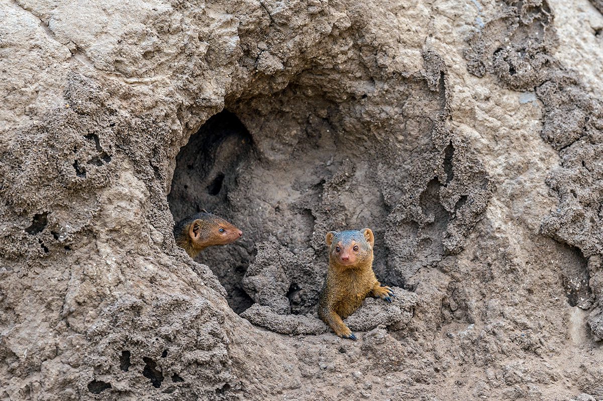 dwarf mongoose in old termite mound