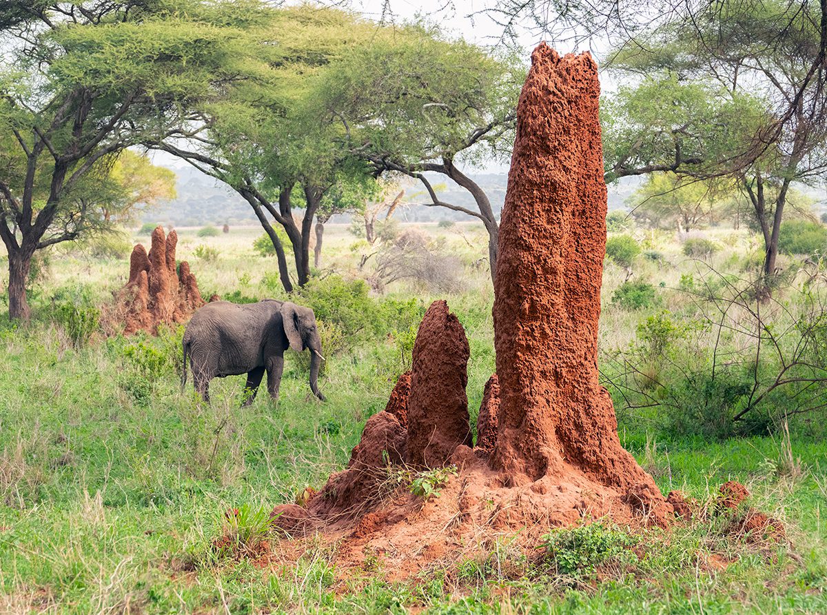termite mounds in tarangire national park tanzania