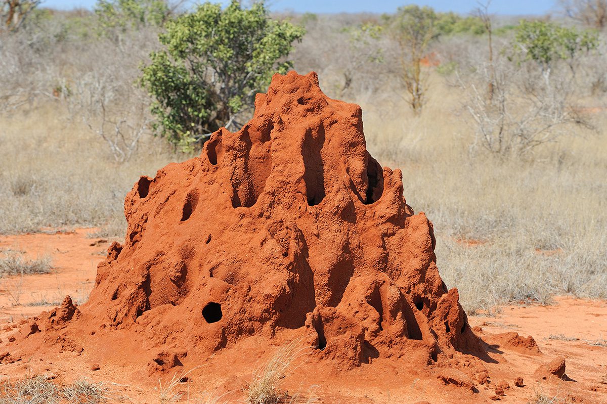 termite mound in tanzania