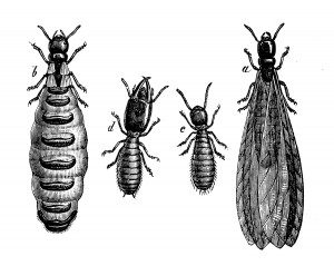 termite society illustration