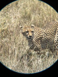 cheetah in serengeti as seen through binoculars