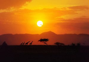 silhouette of giraffes at sunset in africa