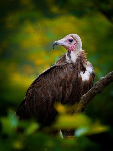 hooded vulture in a tree