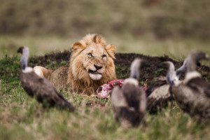 angry lion protect kill from vultures