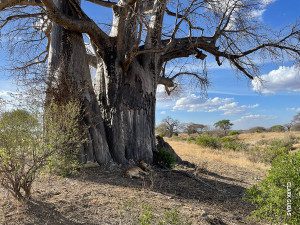 lions sleeping under baobab tree