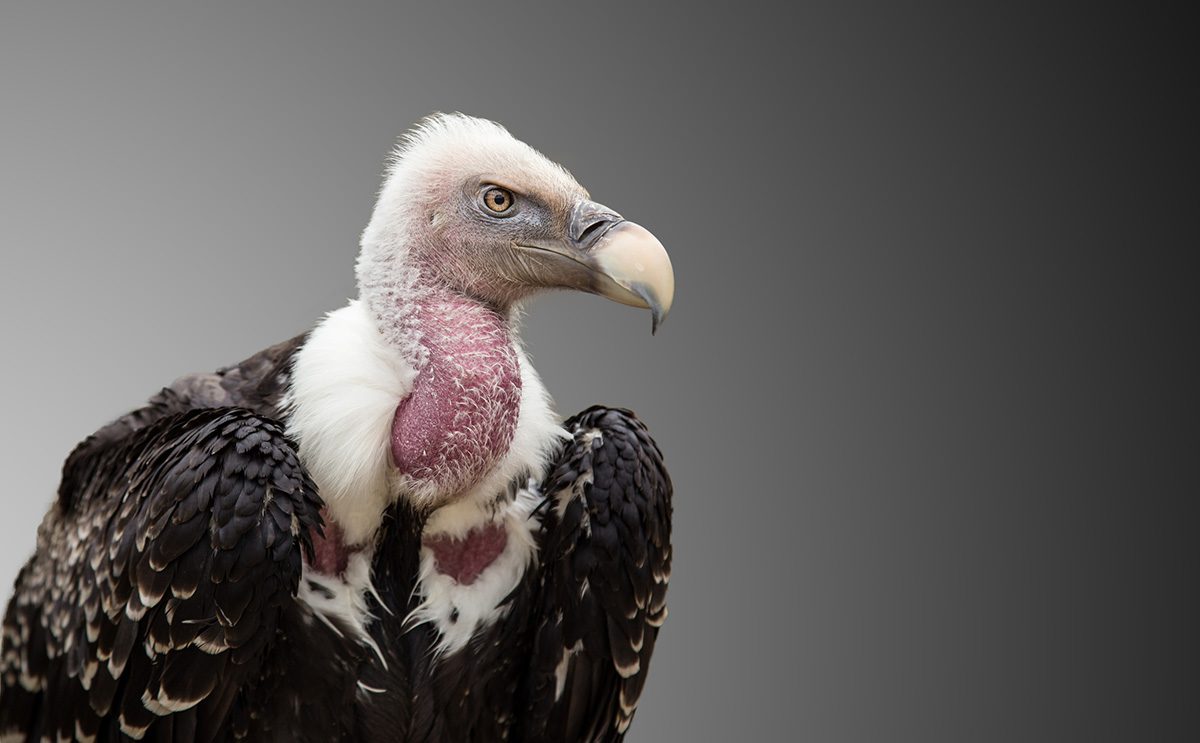 ruppells vulture close-up
