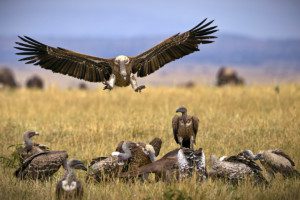 vuture with claws out for landing on carcass in serengeti