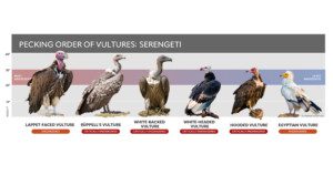 pecking order of vulture species in tanzania