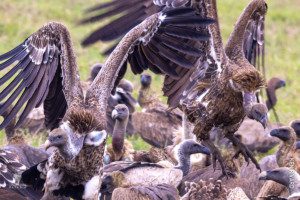 many vultures feeding on a kill in serengeti