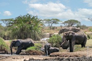 elephants at water hole in serengeti national park tanzania