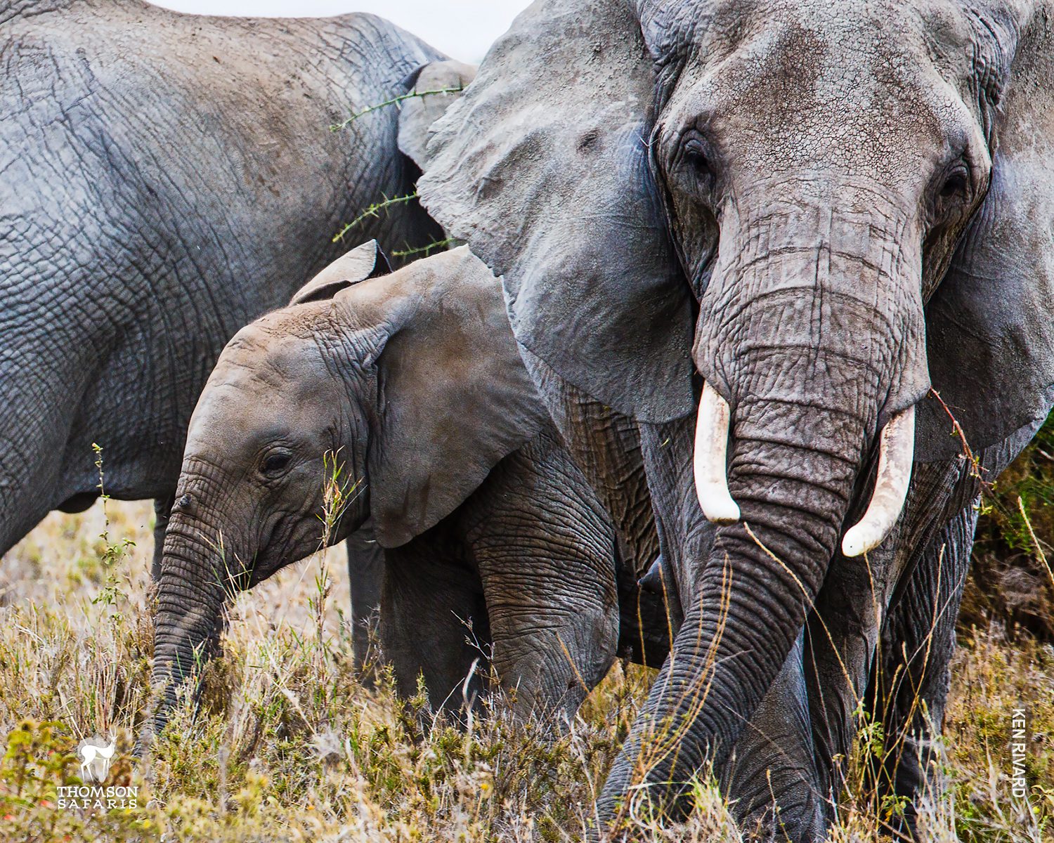 closeup of elephants in tanzania