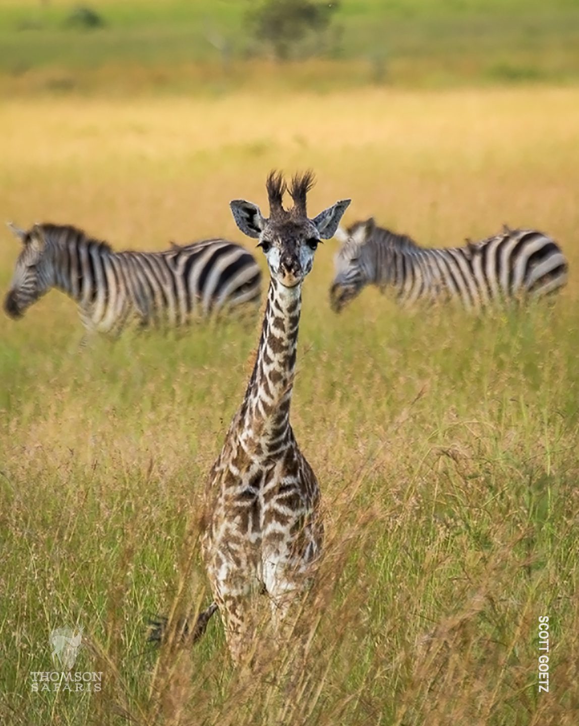 young giraffe with zebras in serengeti