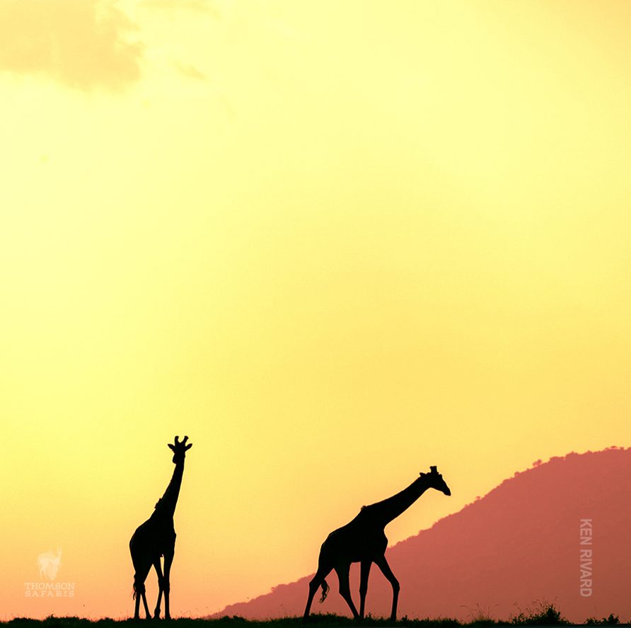 silhouette of giraffes in serengeti 