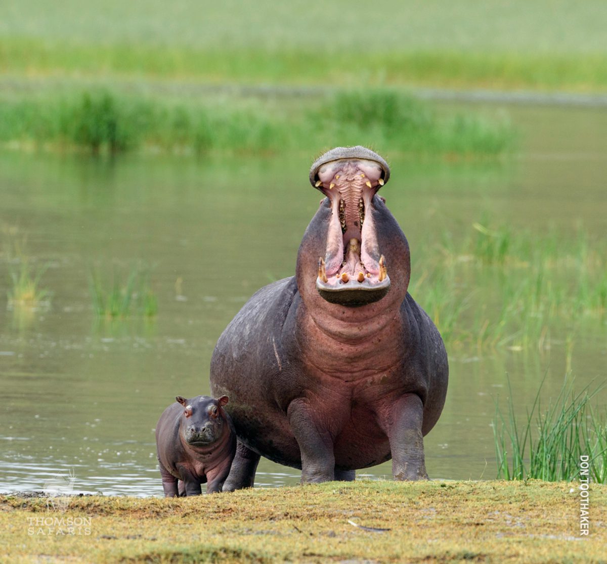 hippo yawn with calf in ngorongoro crater